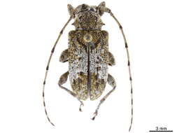 Image of Acanthoderini