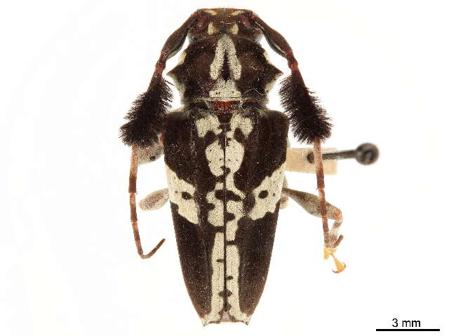 Image of Acanthoderini