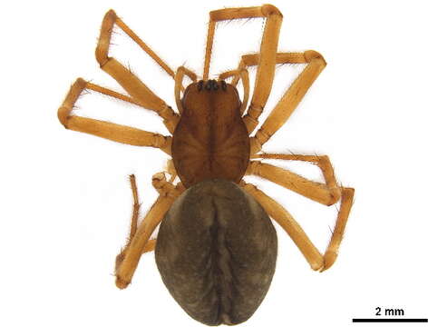 Image of Haplinis