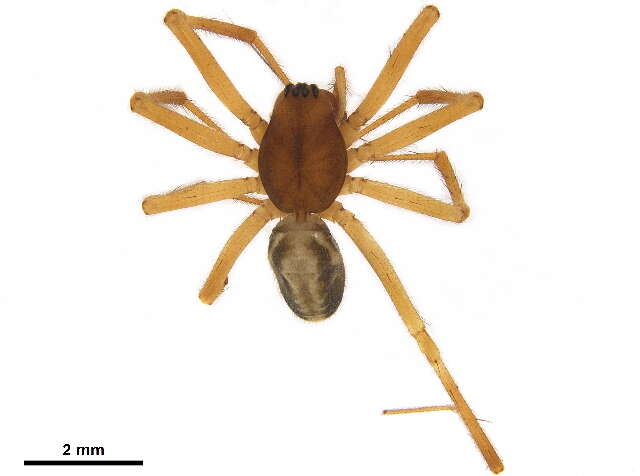 Image of Haplinis