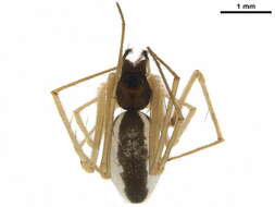 Image of Notholepthyphantes