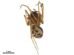Image of Pacifiphantes