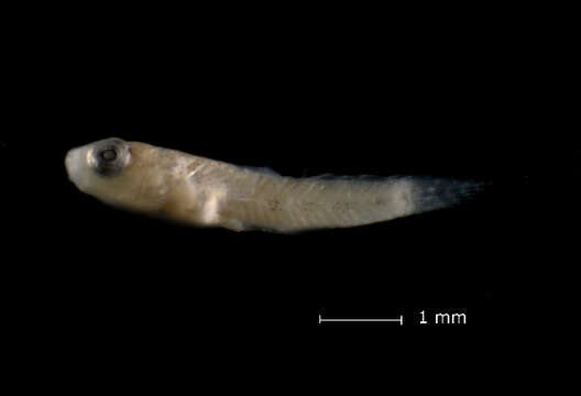 Image of Cyprinodontinae