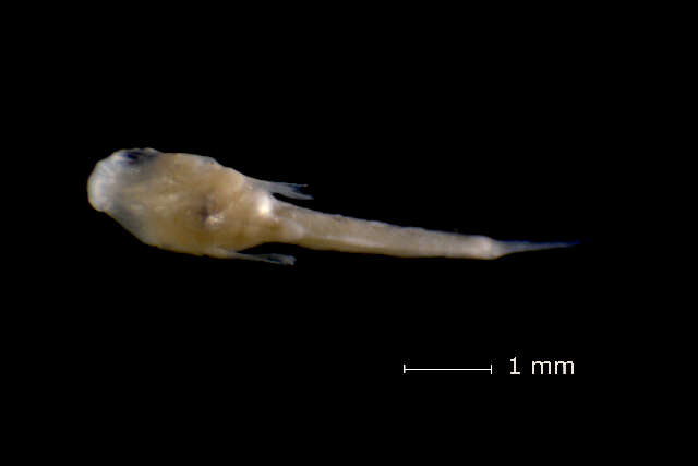 Image of Cyprinodontinae