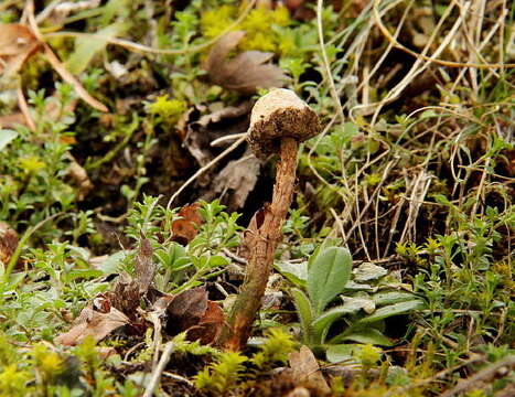 Image of Tulostoma