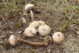 Image of Tulostoma