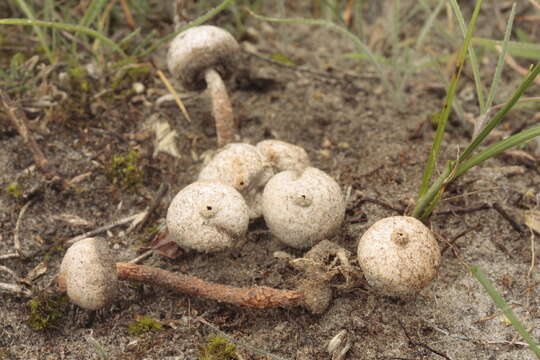 Image of Tulostoma