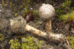 Image of Tulostoma