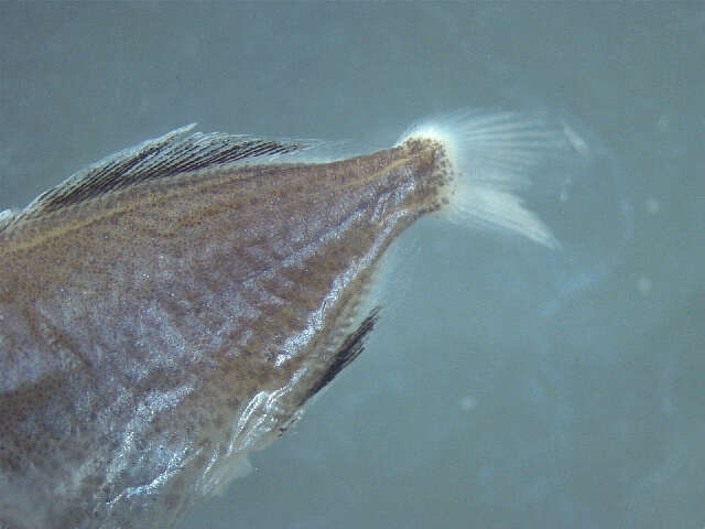 Image of Amberfishes