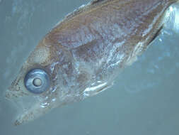 Image of Amberfishes