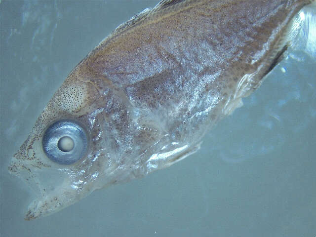 Image of Amberfishes