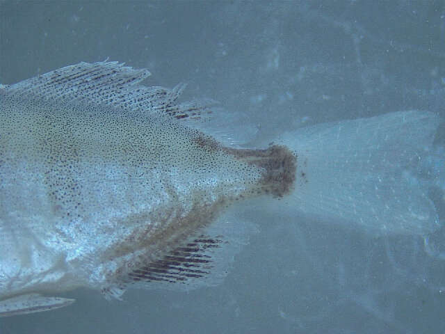 Image of Amberfishes