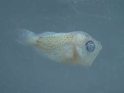 Image of Amberfishes