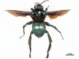 Image of Acanthopus Klug 1807