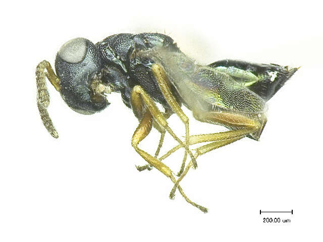 Image of Trichomalopsis