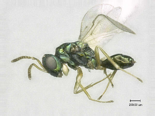 Image of Halticoptera