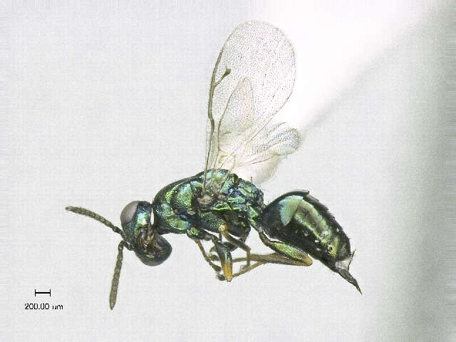 Image of Sphegigastrini