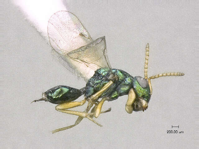 Image of Halticoptera