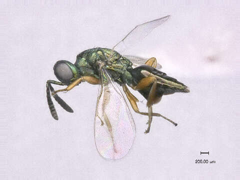 Image of Sphegigastrini