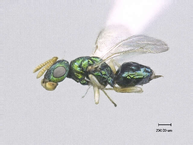 Image of Halticoptera