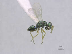 Image of Halticoptera