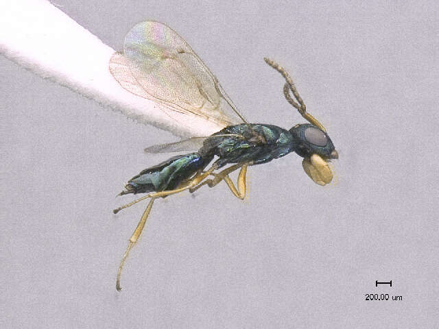 Image of Halticoptera