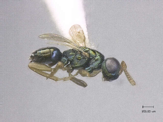 Image of Trichomalopsis