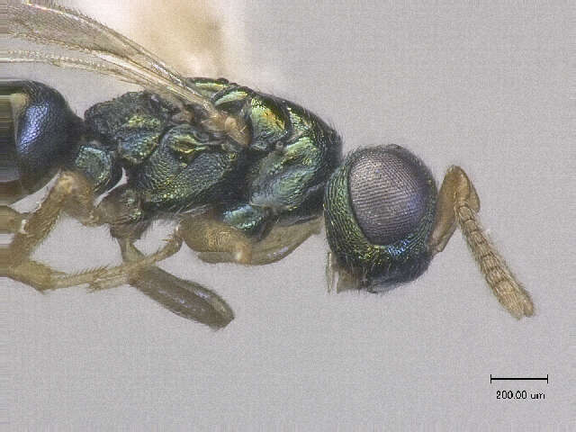 Image of Trichomalopsis