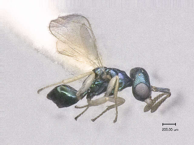 Image of Halticoptera