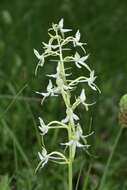 Image of Fringed orchids