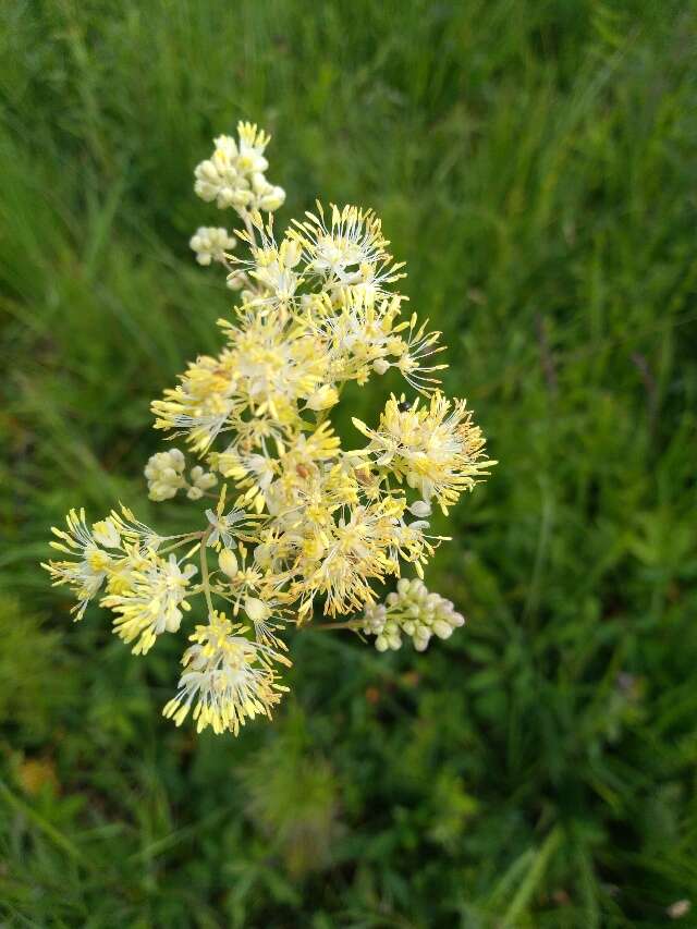 Image of meadow-rue