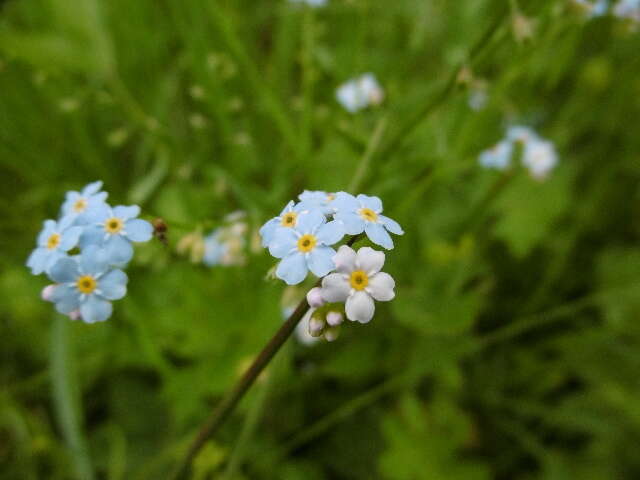 Image of forget-me-not