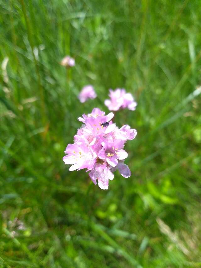 Image of Sea Pinks