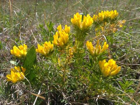 Plancia ëd Pteridophyta