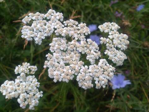 Image of yarrow