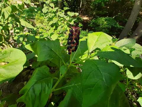 Image of pokeweed