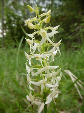 Image of Fringed orchids