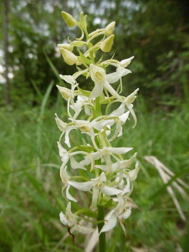 Image de Platanthera