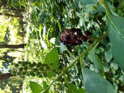 Image of pokeweed