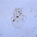 Image of Rastrococcus