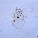 صورة Rastrococcus