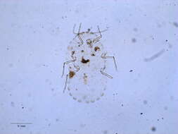 Image of Rastrococcus