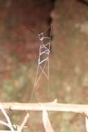 Image of gradungulid spiders