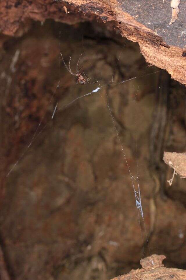 Image of gradungulid spiders
