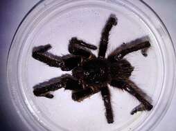 Image of tarantulas