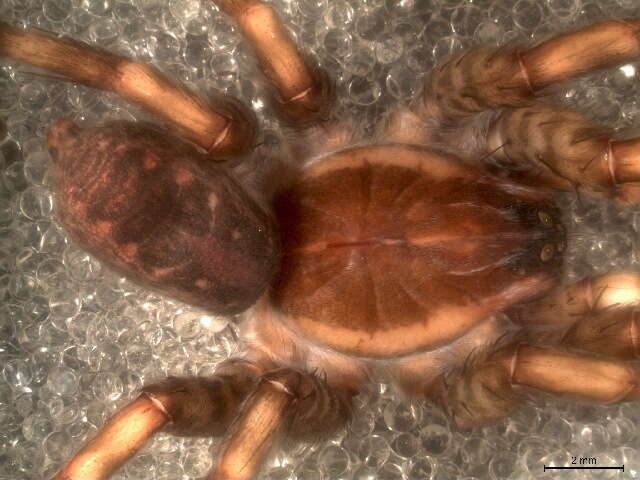 Image of Funnel Web Wolf Spiders