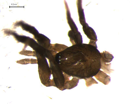 Image of Trachyzelotes