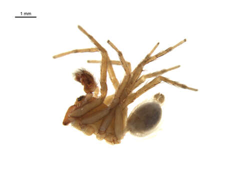 Image of Cybaeopsis