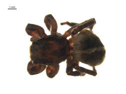 Image of Habronattus calcaratus (Banks 1904)