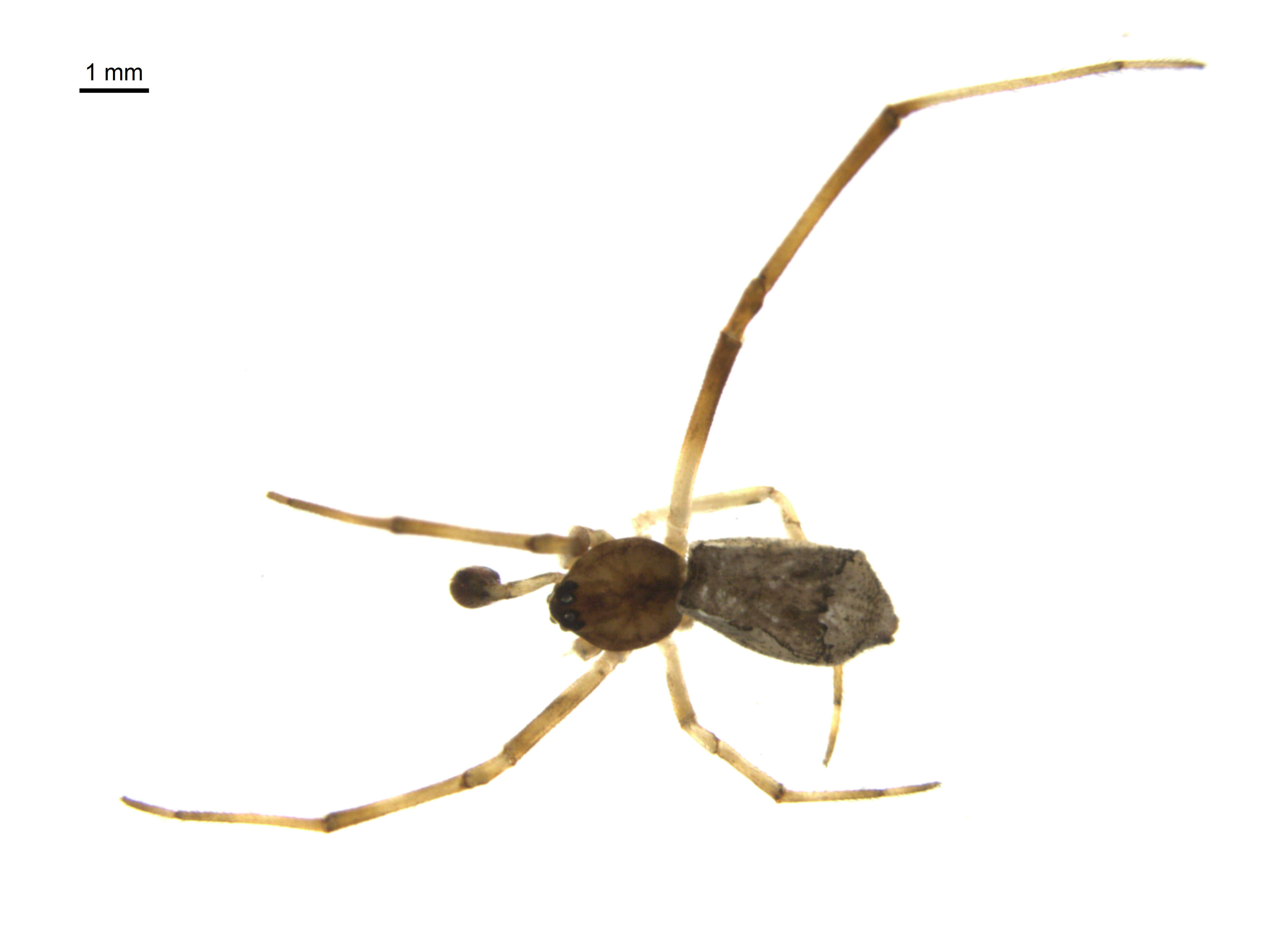 Image of Episinus